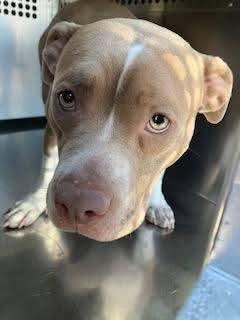 Enlarge TILLY, a Adopted mixed breed in Chandler, AZ image 1/1