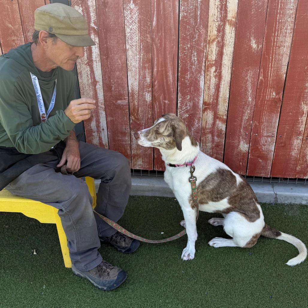 Millie, Adoptable, Young Female American Staffordshire Terrier & Collie.