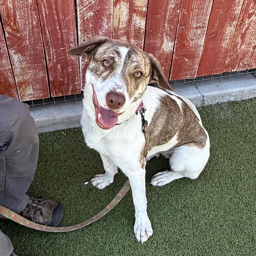 Billie, Adoptable, Young Female American Staffordshire Terrier & Collie.