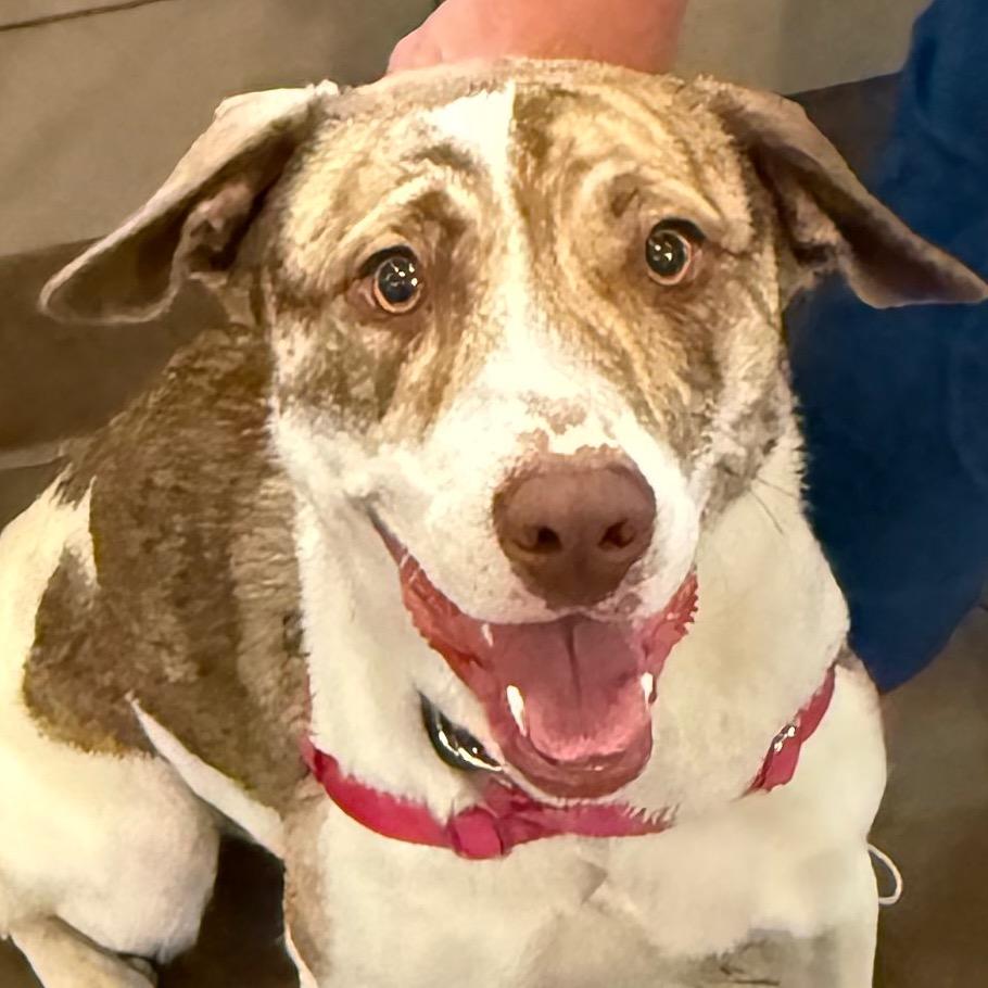 Enlarge Millie, a Adoptable mixed breed in Albuquerque, NM image 3/6