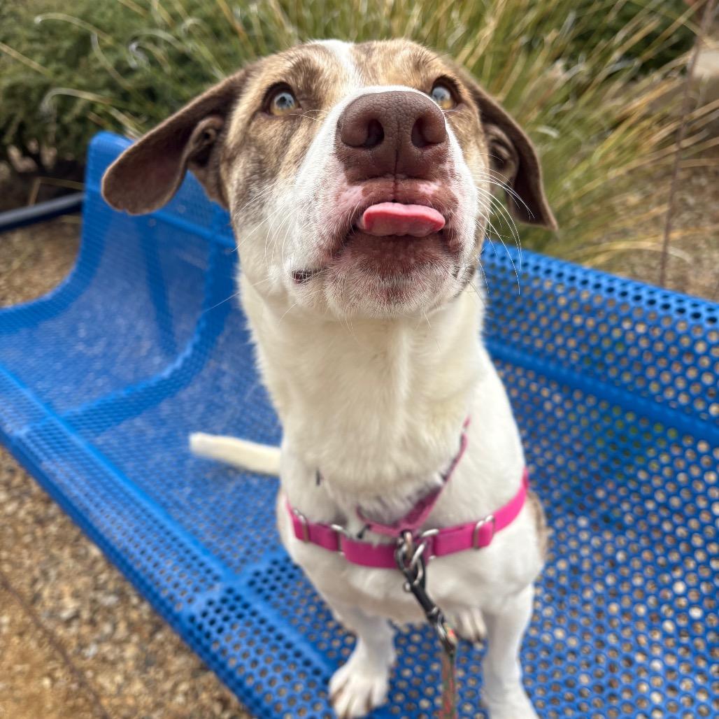 Enlarge Billie, a Adoptable mixed breed in Albuquerque, NM image 2/6