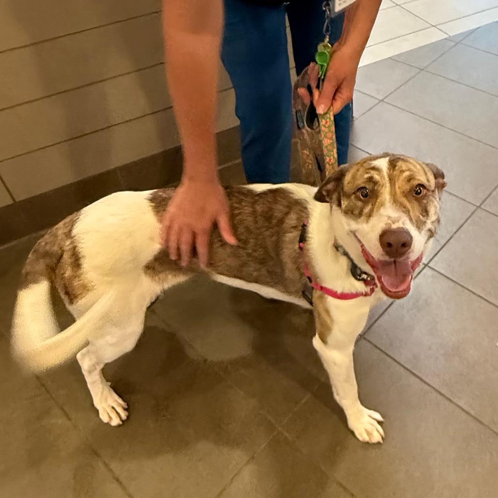 Enlarge Billie, a Adoptable mixed breed in Albuquerque, NM image 3/6