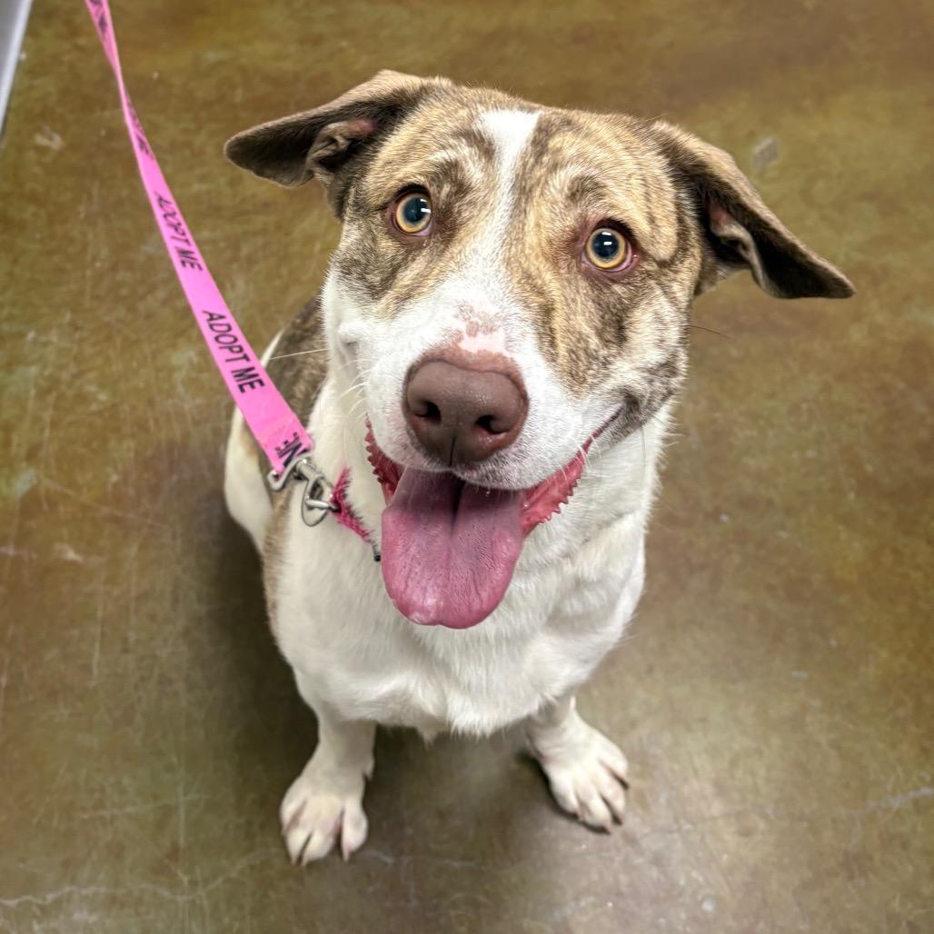 Millie, Adoptable, Young Female Labrador Retriever & Mixed Breed.