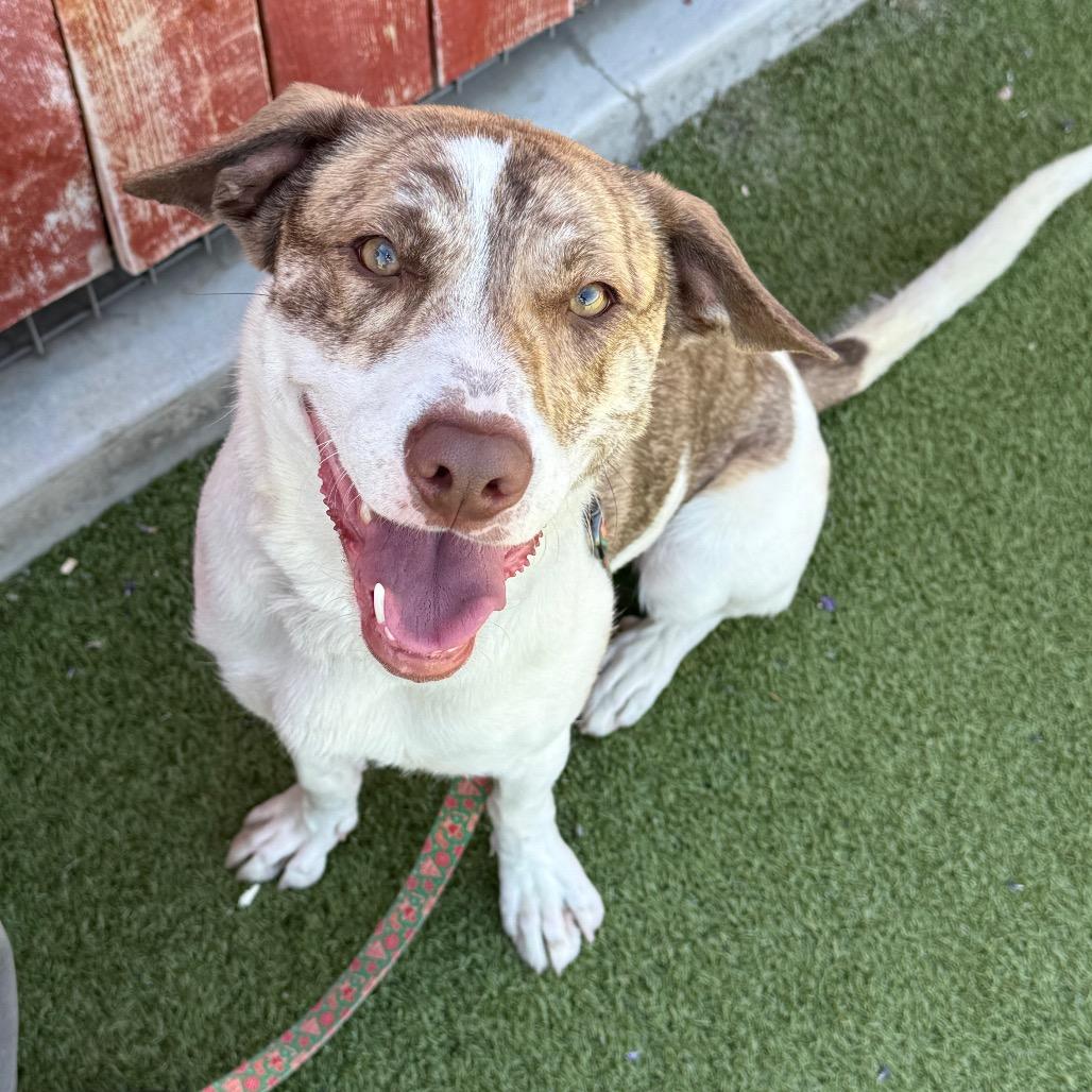 Enlarge Millie, a Adoptable mixed breed in Albuquerque, NM image 5/6