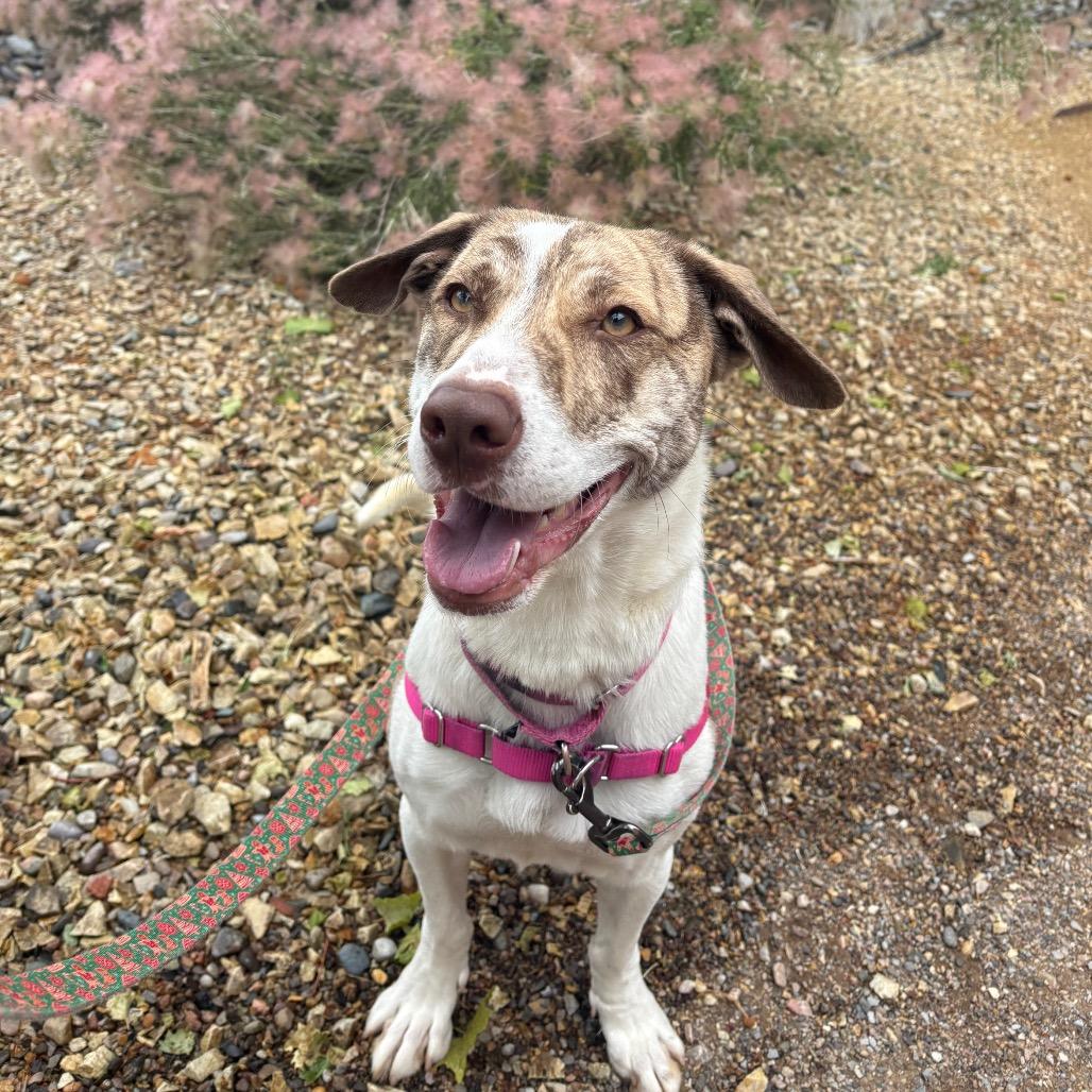 Enlarge Billie, a Adoptable mixed breed in Albuquerque, NM image 5/6