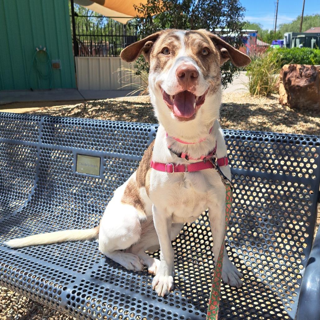 Enlarge Billie, a Adoptable mixed breed in Albuquerque, NM image 6/6