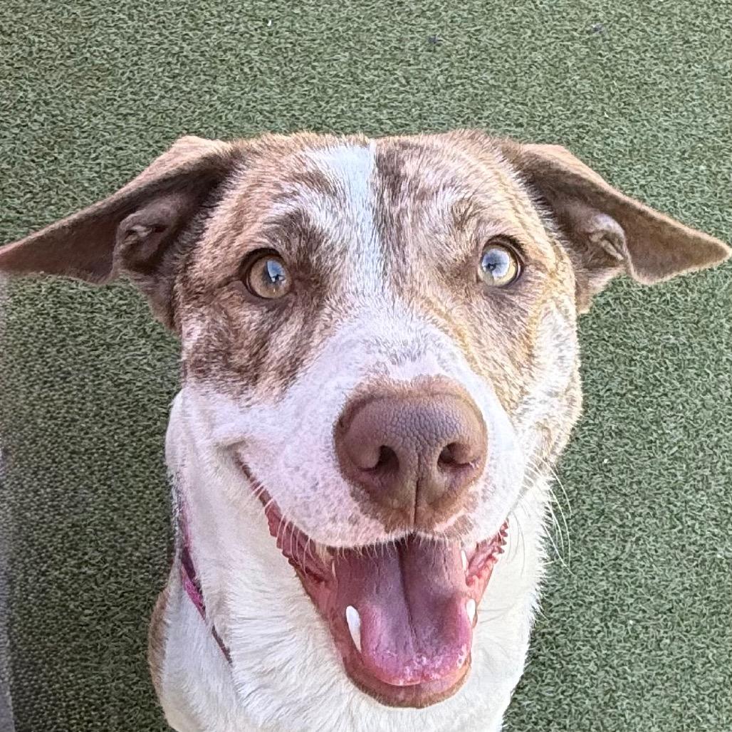 Enlarge Millie, a Adoptable mixed breed in Albuquerque, NM image 6/6