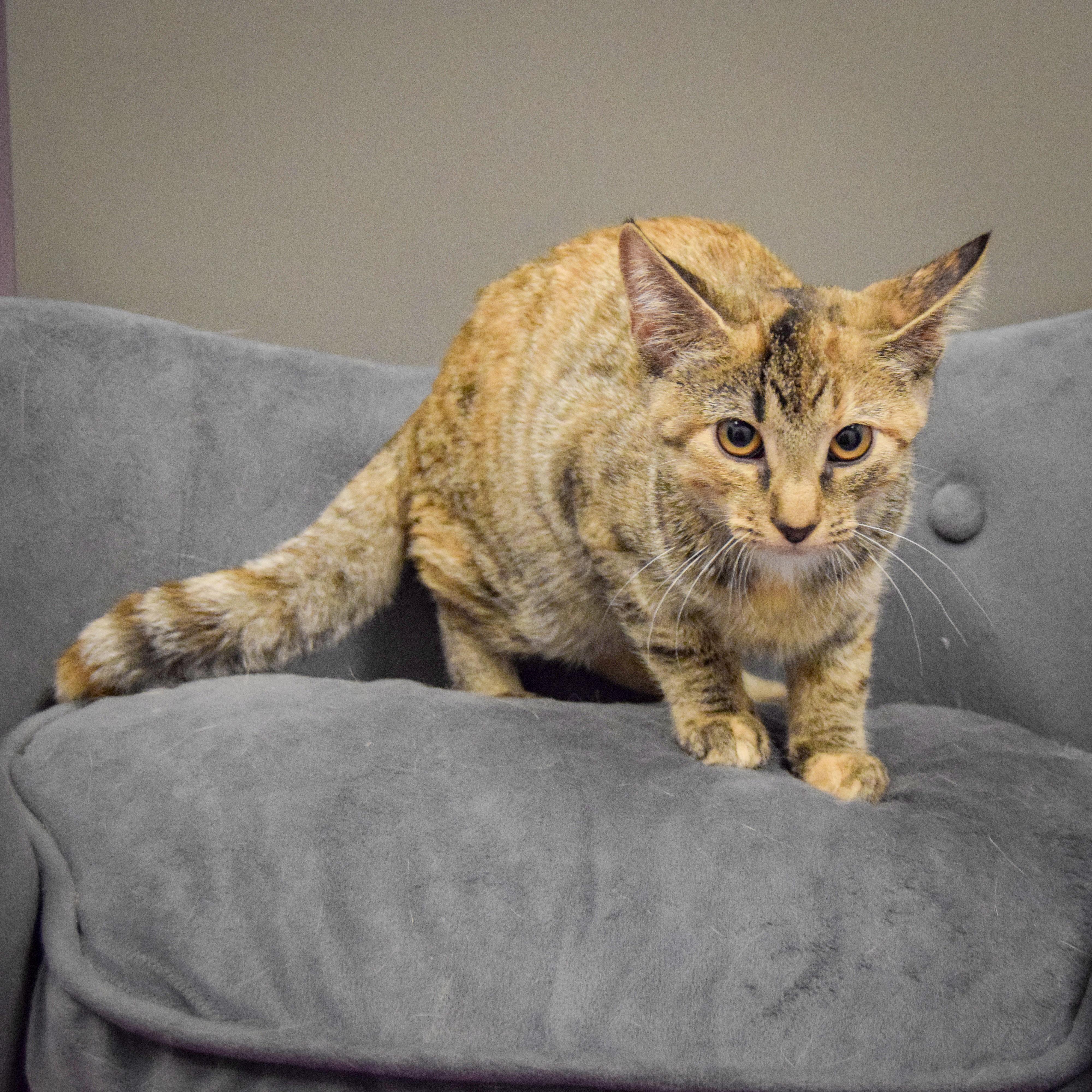 Marble Rye