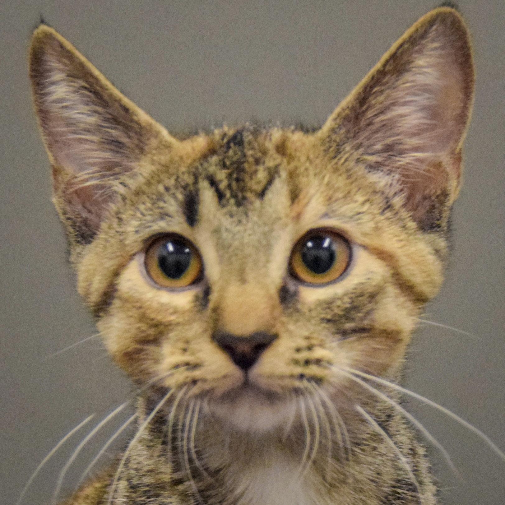 Marble Rye, Baby Female unknown