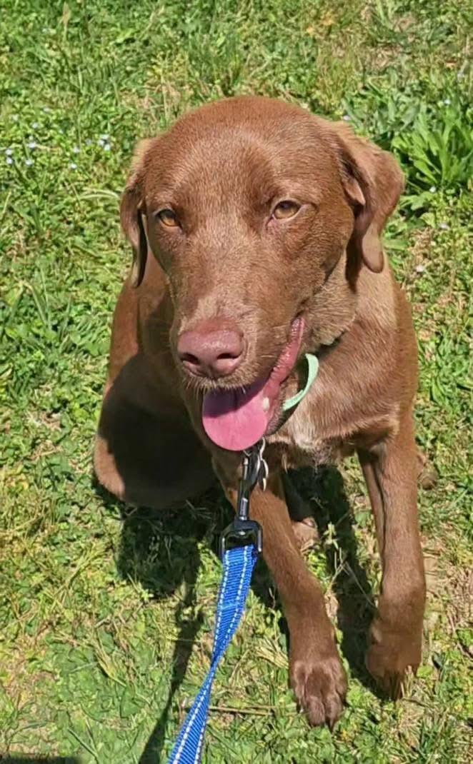 Enlarge Sugar, a ADOPTABLE mixed breed in Elkton, MD image 6/6