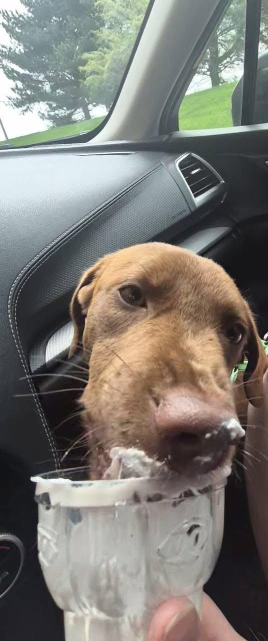 Enlarge Sugar, a ADOPTABLE mixed breed in Elkton, MD image 2/6
