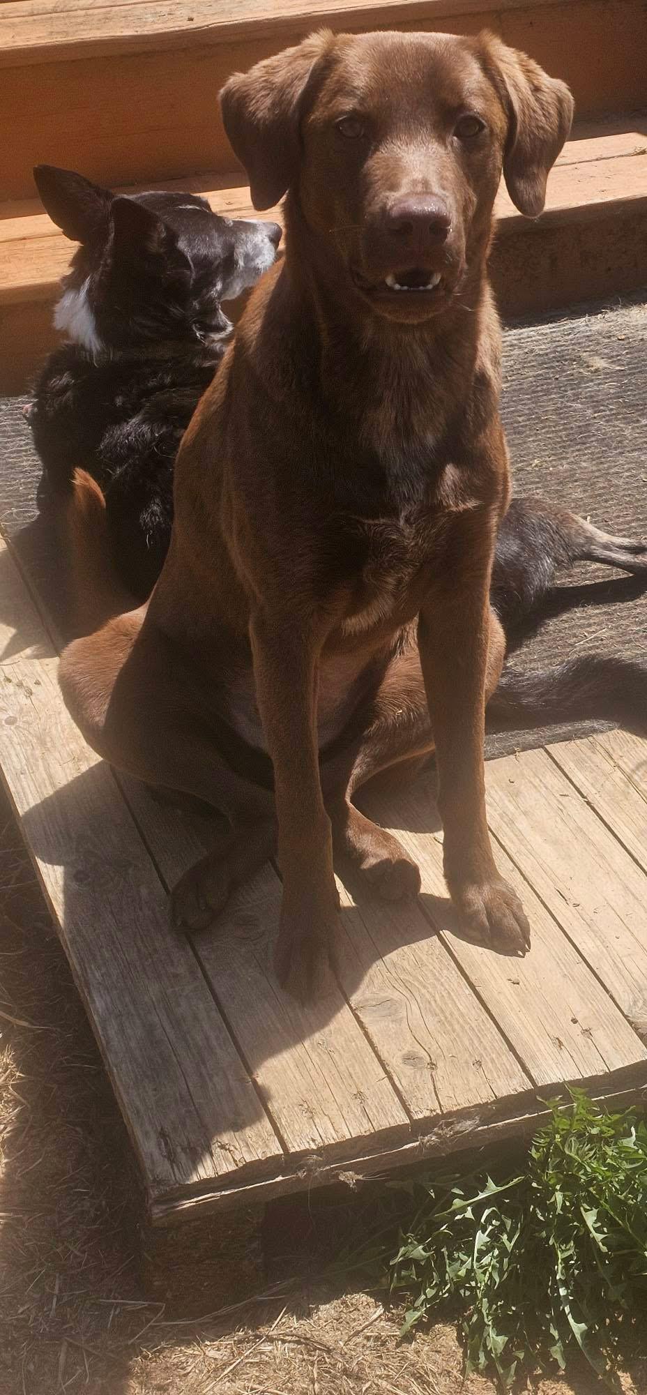 Enlarge Sugar, a ADOPTABLE mixed breed in Elkton, MD image 4/6