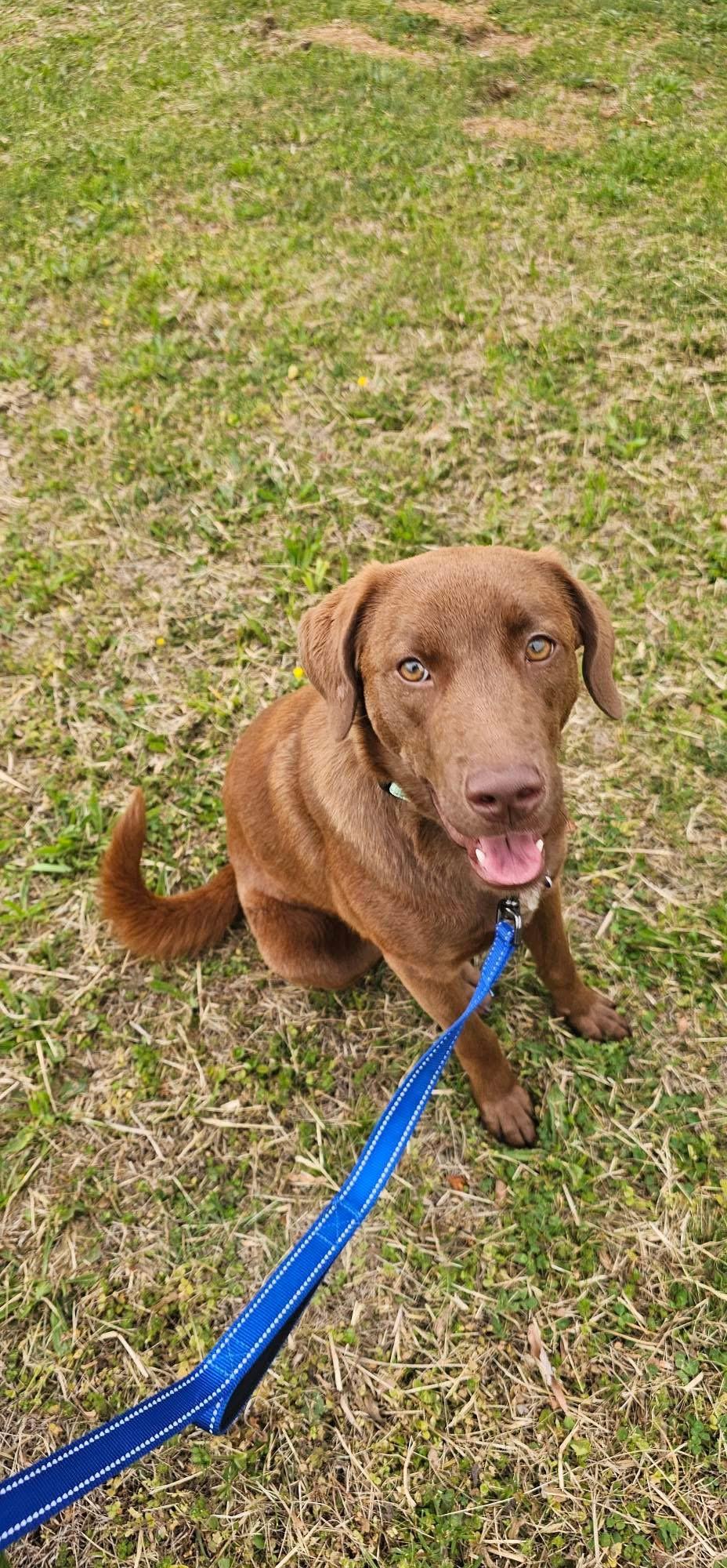 Enlarge Sugar, a ADOPTABLE mixed breed in Elkton, MD image 5/6