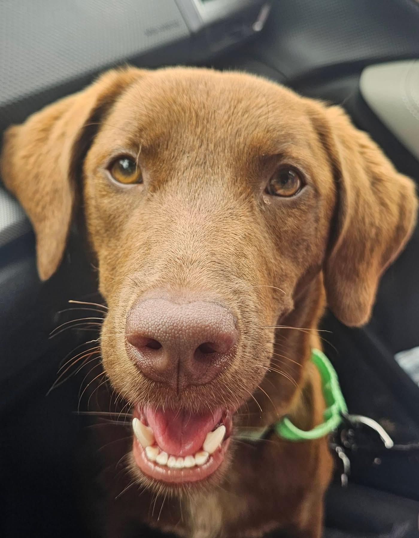 Sugar, ADOPTABLE, Adult Female Labrador Retriever.