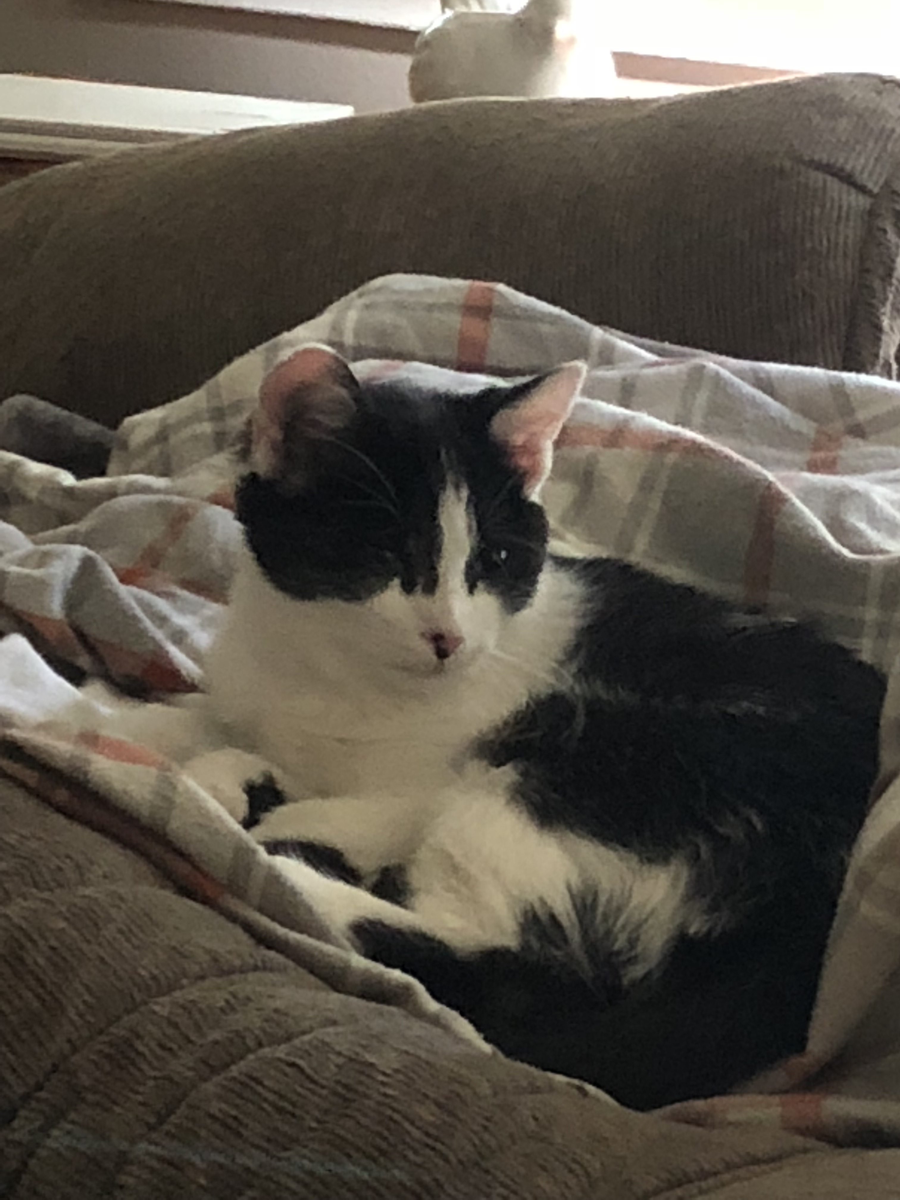 Joy, Adoptable, Adult Female Domestic Short Hair.