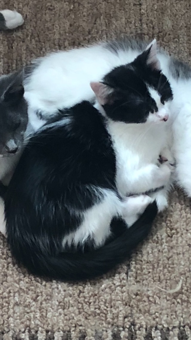 Joy, a Adoptable Domestic Short Hair in Garden City, MI image 2/5