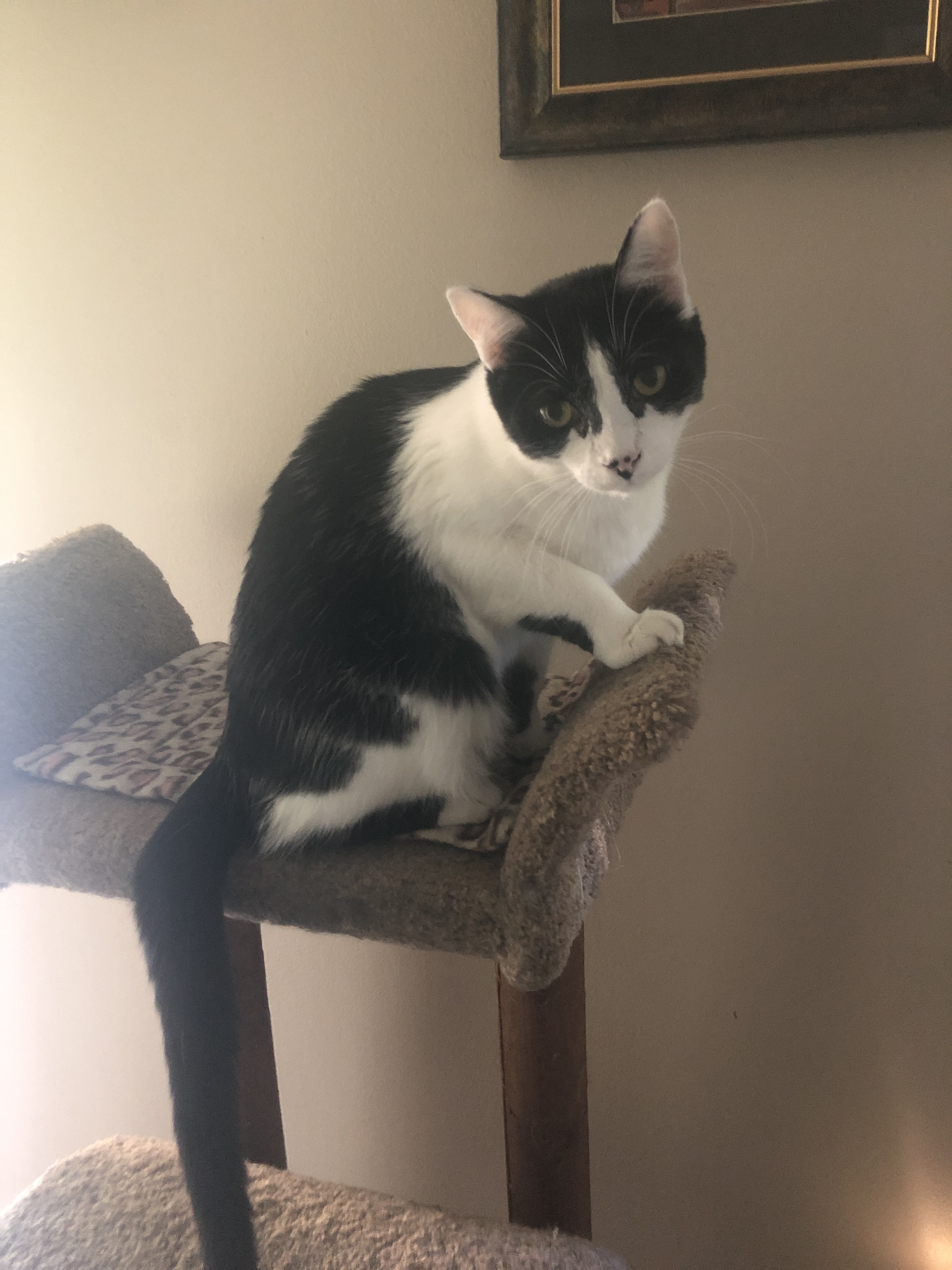 Joy, a Adoptable Domestic Short Hair in Garden City, MI image 3/5