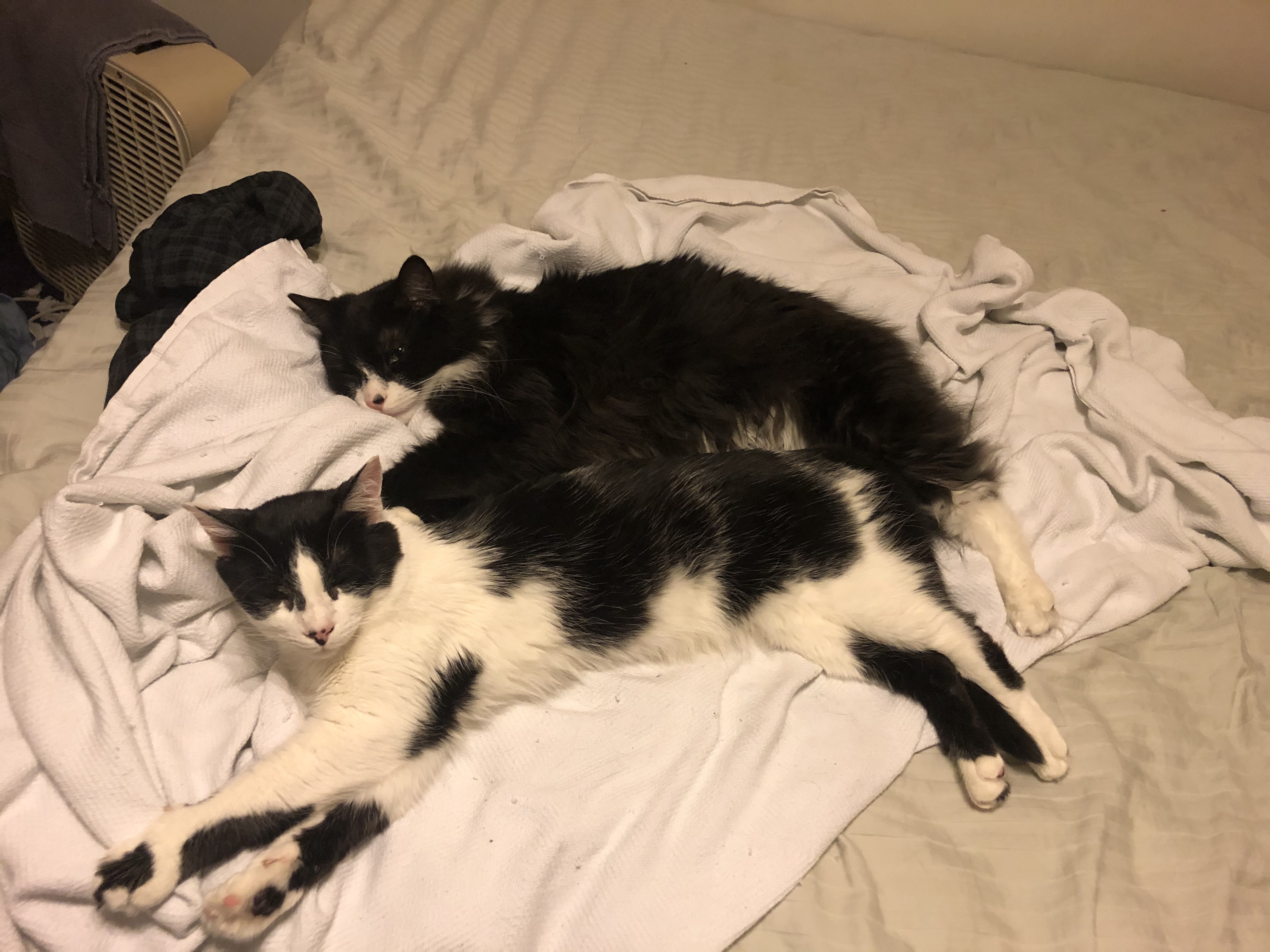 Joy, a Adoptable Domestic Short Hair in Garden City, MI image 4/5