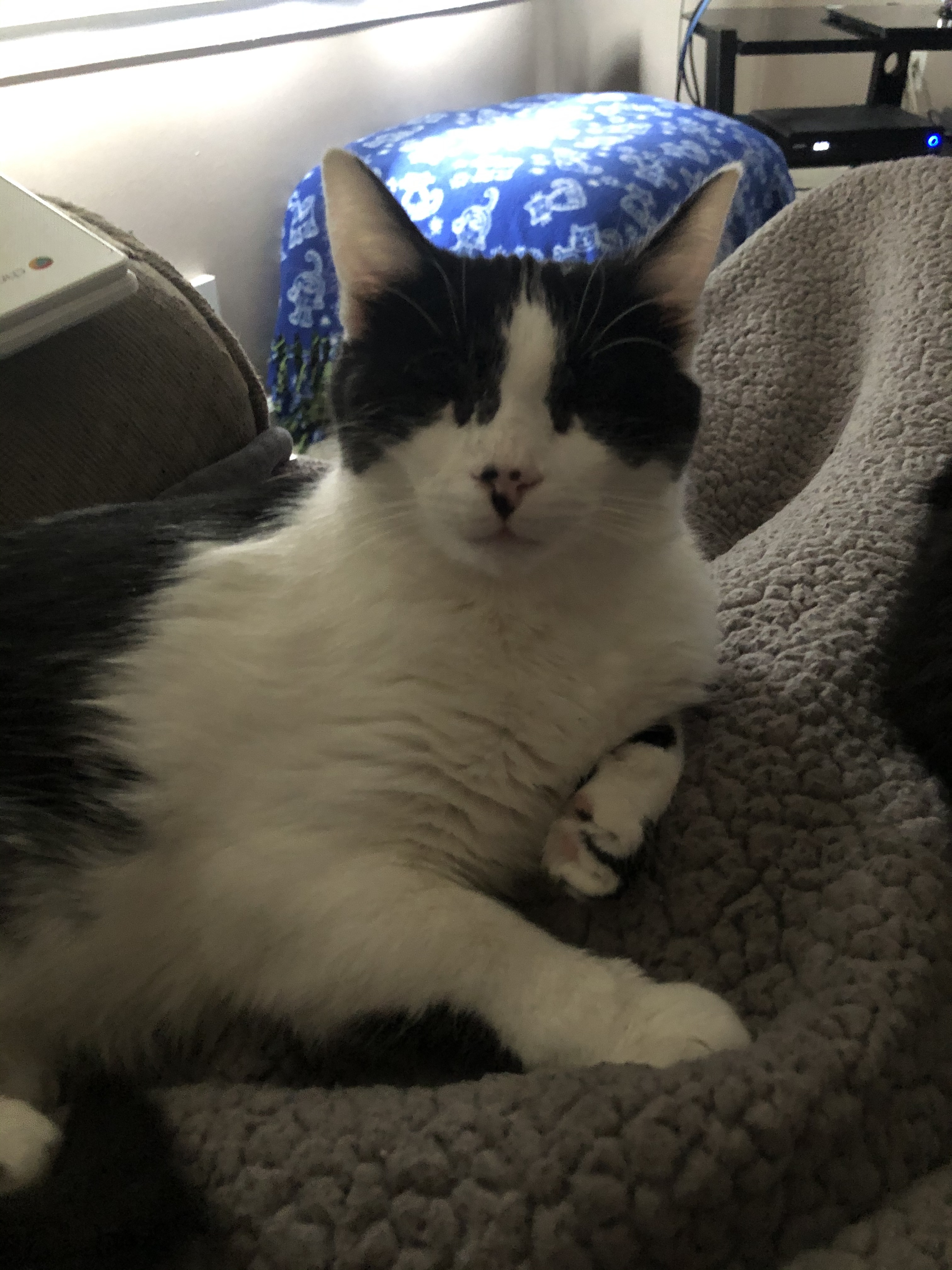 Joy, a Adoptable Domestic Short Hair in Garden City, MI image 5/5