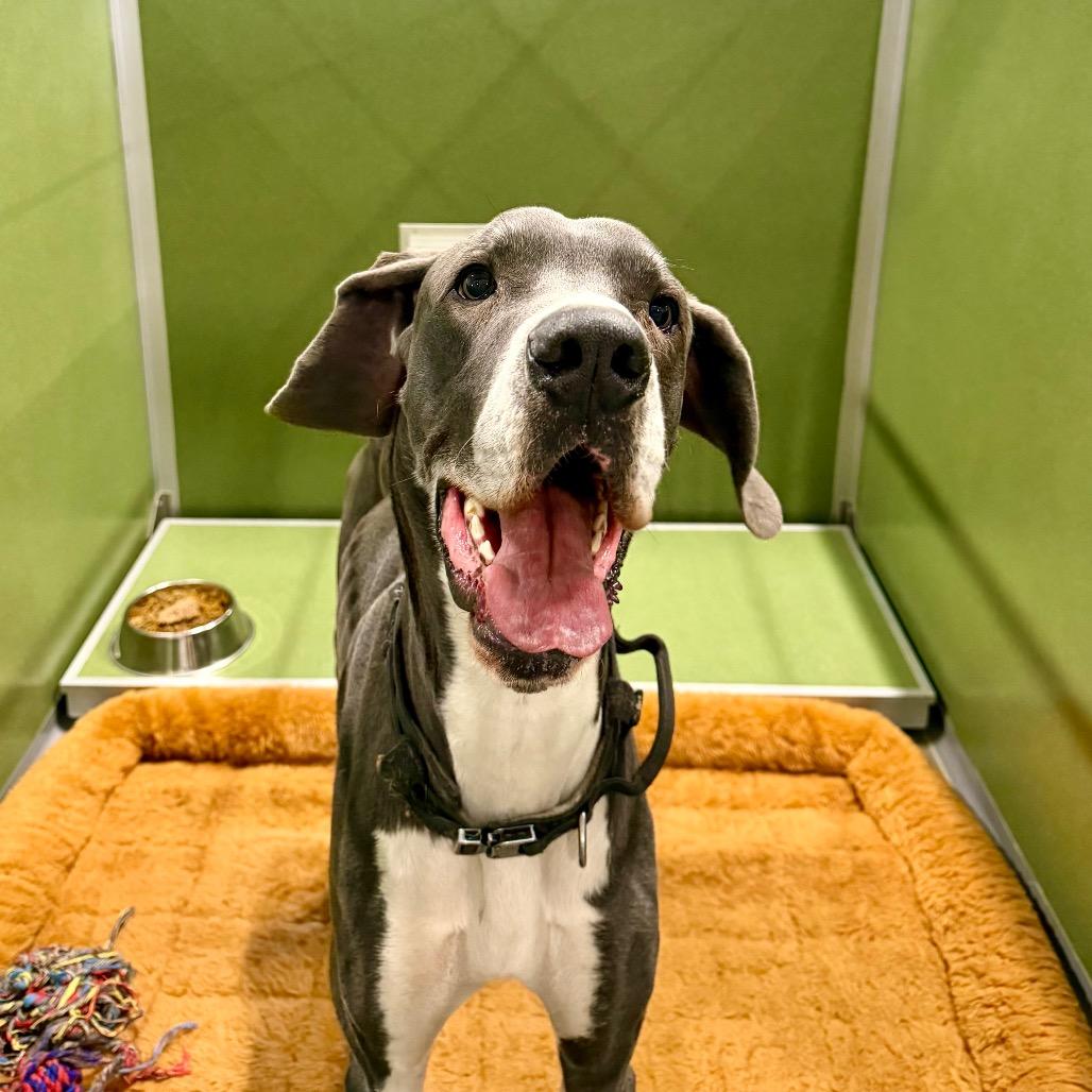 Duke - Missouri (F26-112), Adoptable, Adult Male Great Dane.