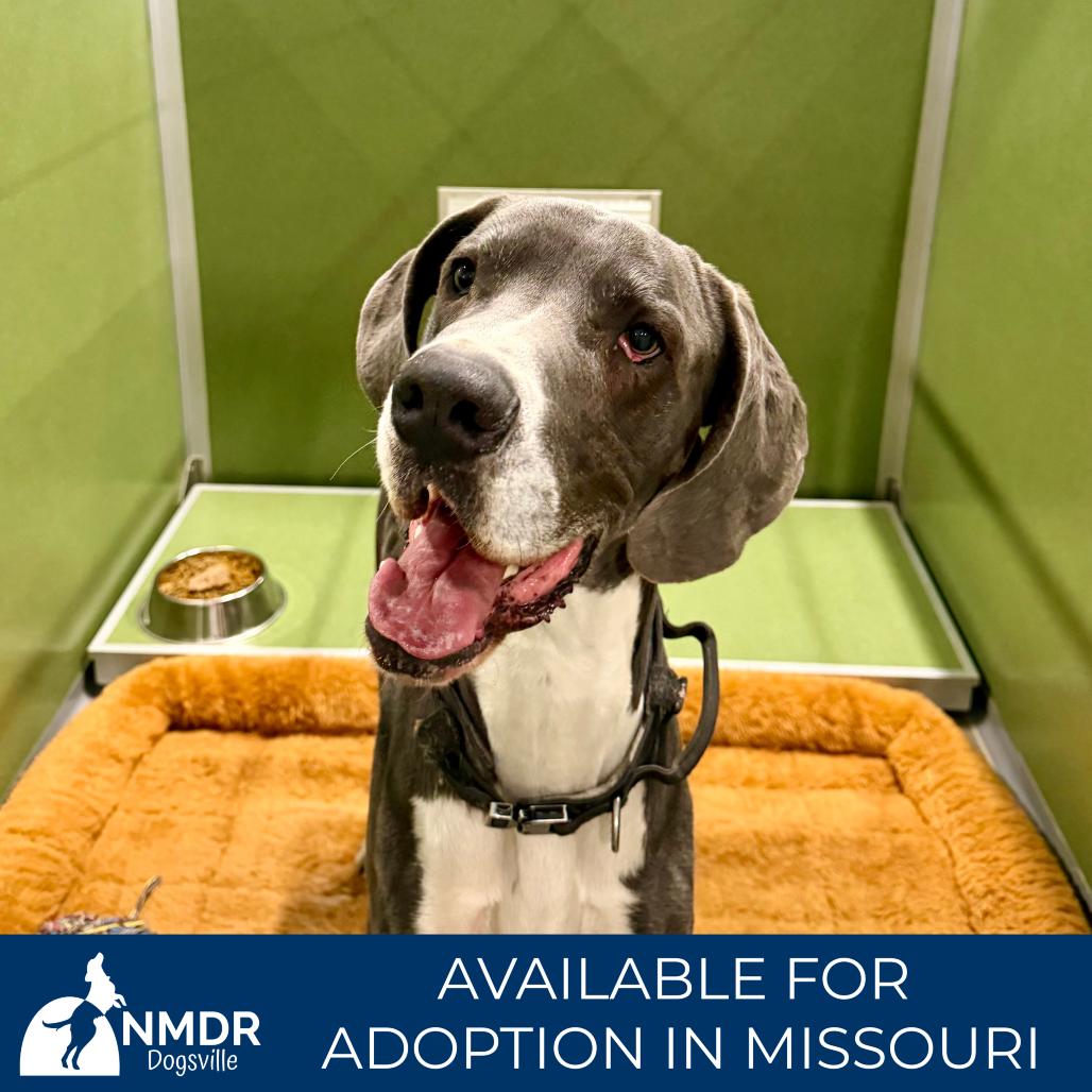 Enlarge Duke - Missouri (F26-112), a Adoptable Great Dane in Peyton, CO image 2/3