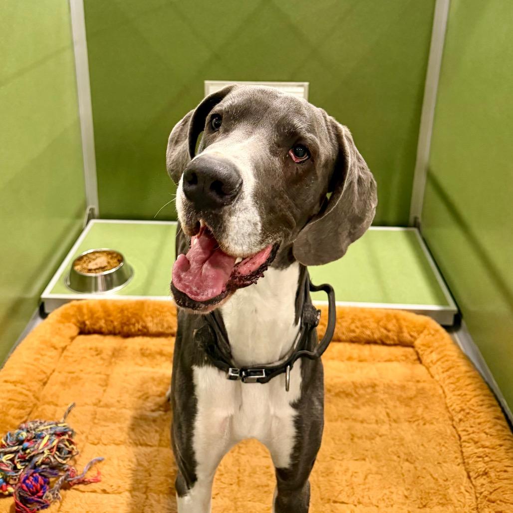 Enlarge Duke - Missouri (F26-112), a Adoptable Great Dane in Peyton, CO image 3/3