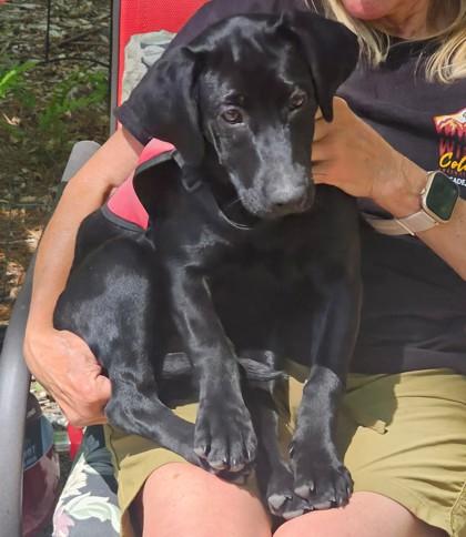 Enlarge Skillet, a Adoptable mixed breed in Blue Ridge, GA image 1/2