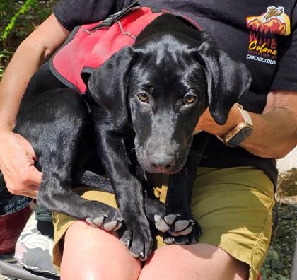 Home Skillet, Adoptable, Puppy Female Retriever & Labrador Retriever.