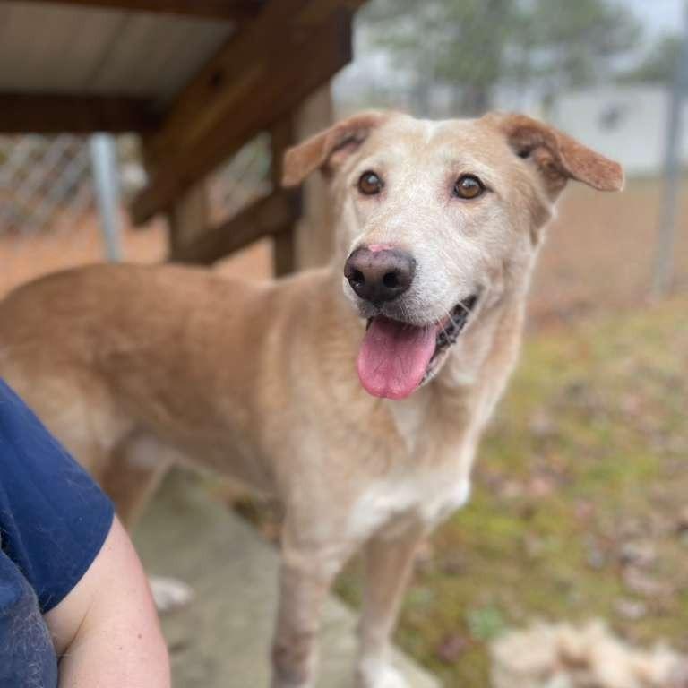 Enlarge ELM 61(Lucky), a Adoptable Mixed Breed in Gadsden, AL image 1/3