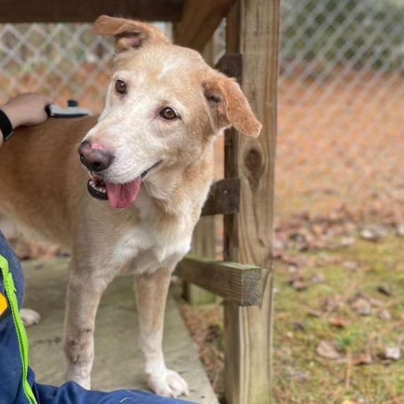 Enlarge ELM 61(Lucky), a Adoptable Mixed Breed in Gadsden, AL image 2/3