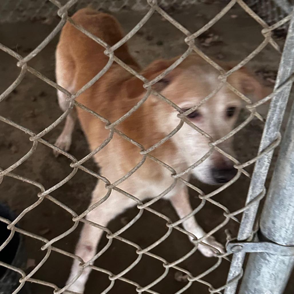 ELM 61(Figgy), Adoptable, Adult Male Mixed Breed.