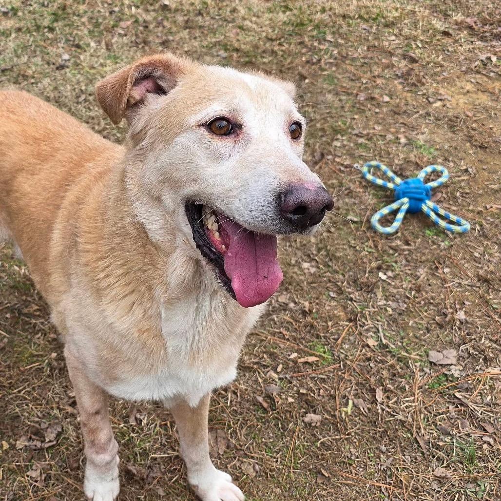 ELM 61(Lucky), a Adoptable Mixed Breed in Gadsden, AL image 3/6