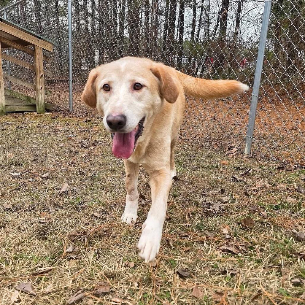 ELM 61(Lucky), a Adoptable Mixed Breed in Gadsden, AL image 4/6