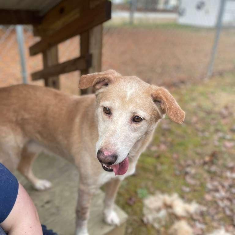 Enlarge ELM 61(Lucky), a Adoptable Mixed Breed in Gadsden, AL image 3/3