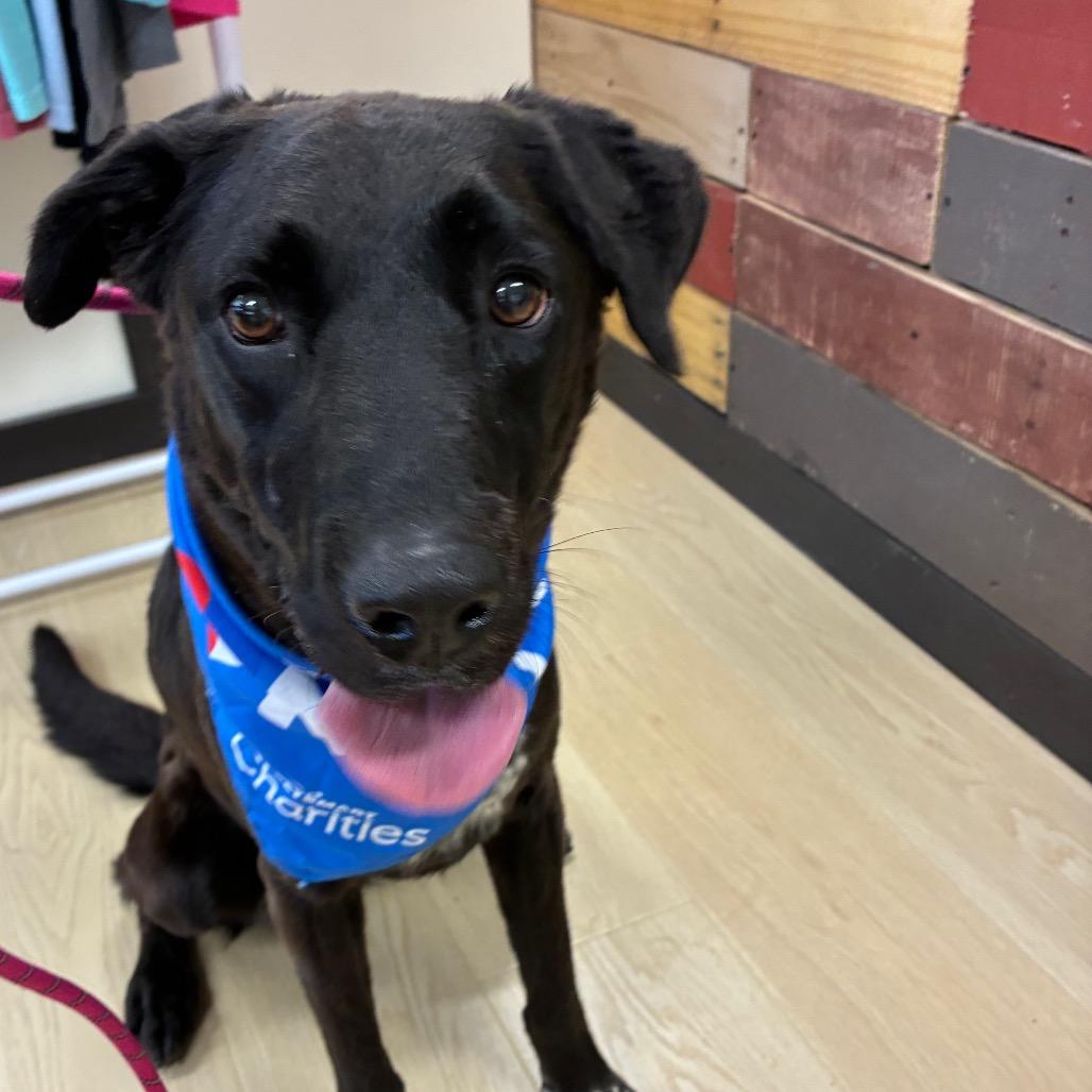 Enlarge Oatmeal, a Adoptable mixed breed in Hattiesburg, MS image 5/5