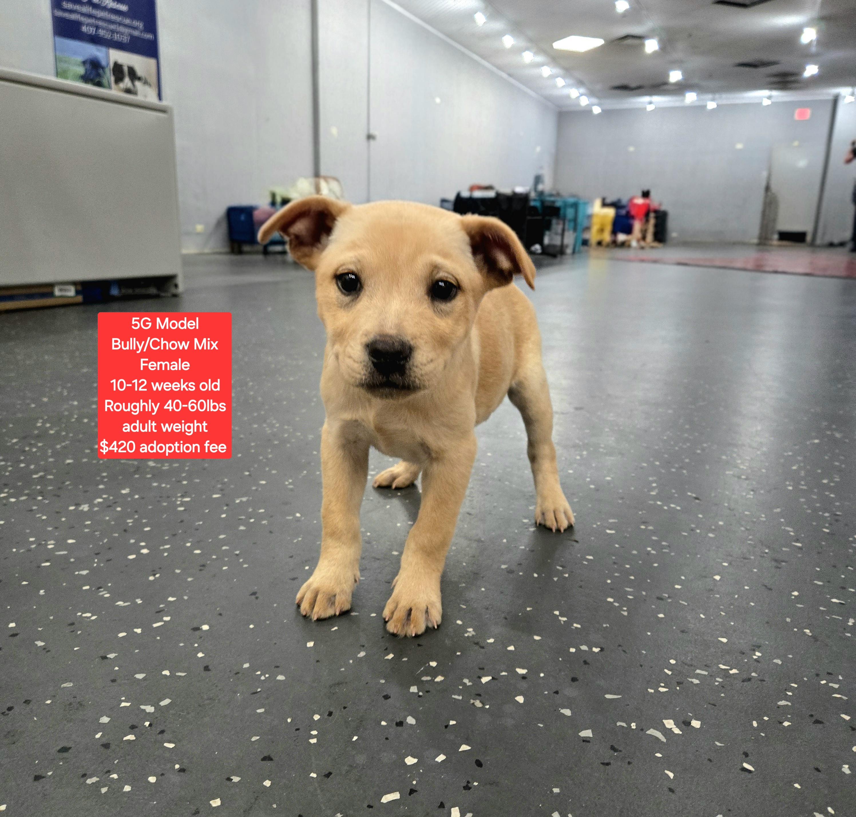 5G Model, ADOPTABLE, Puppy Female American Bully & Chow Chow.