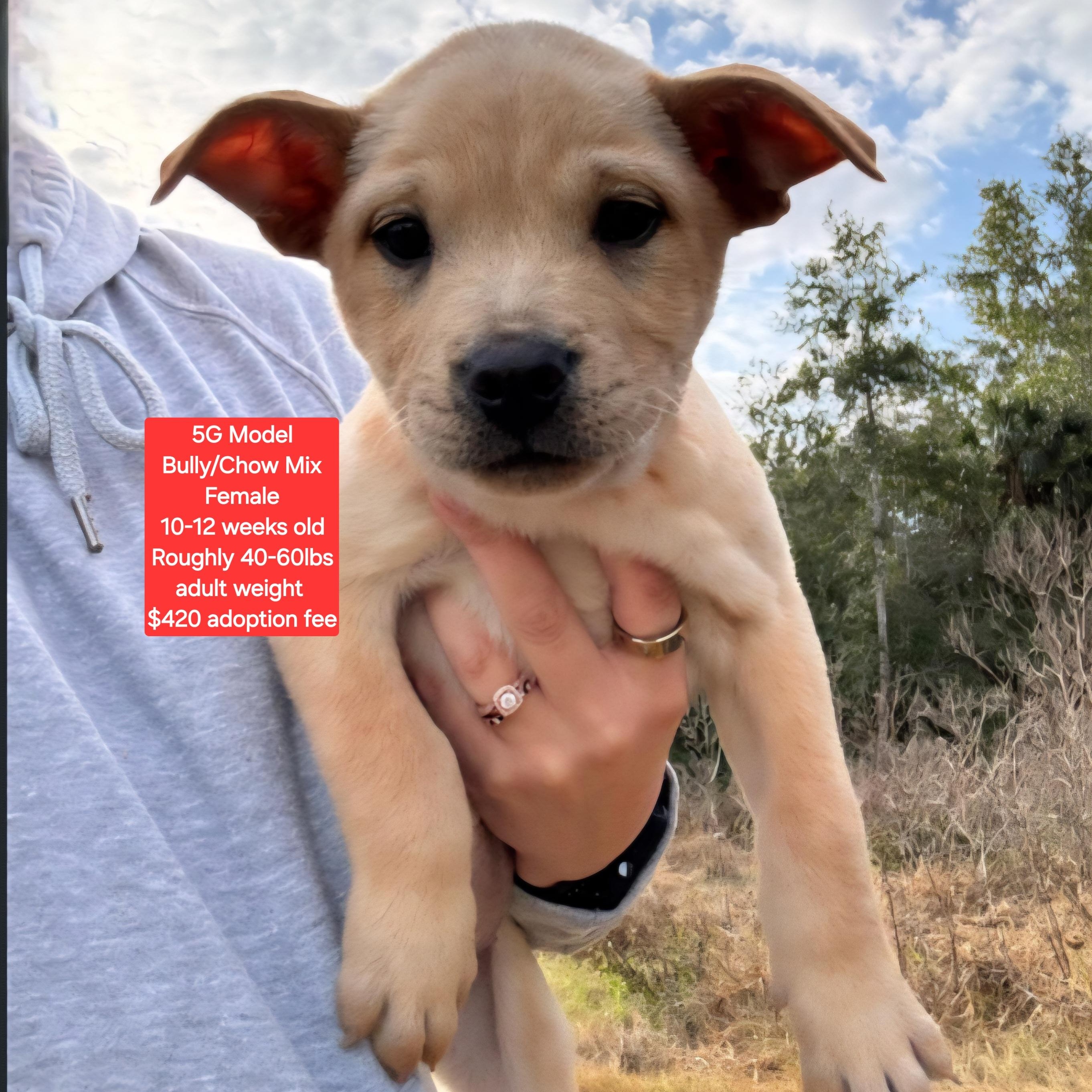 5G Model, ADOPTABLE, Puppy Female American Bully & Chow Chow.