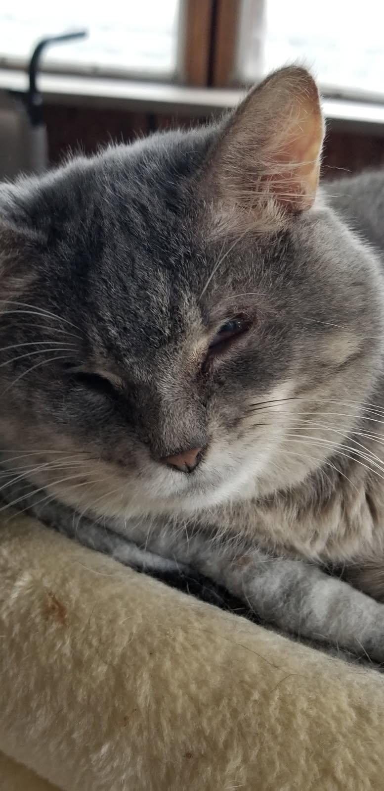 Polly Pockets, a ADOPTABLE Domestic Short Hair in Delmont, PA image 2/5