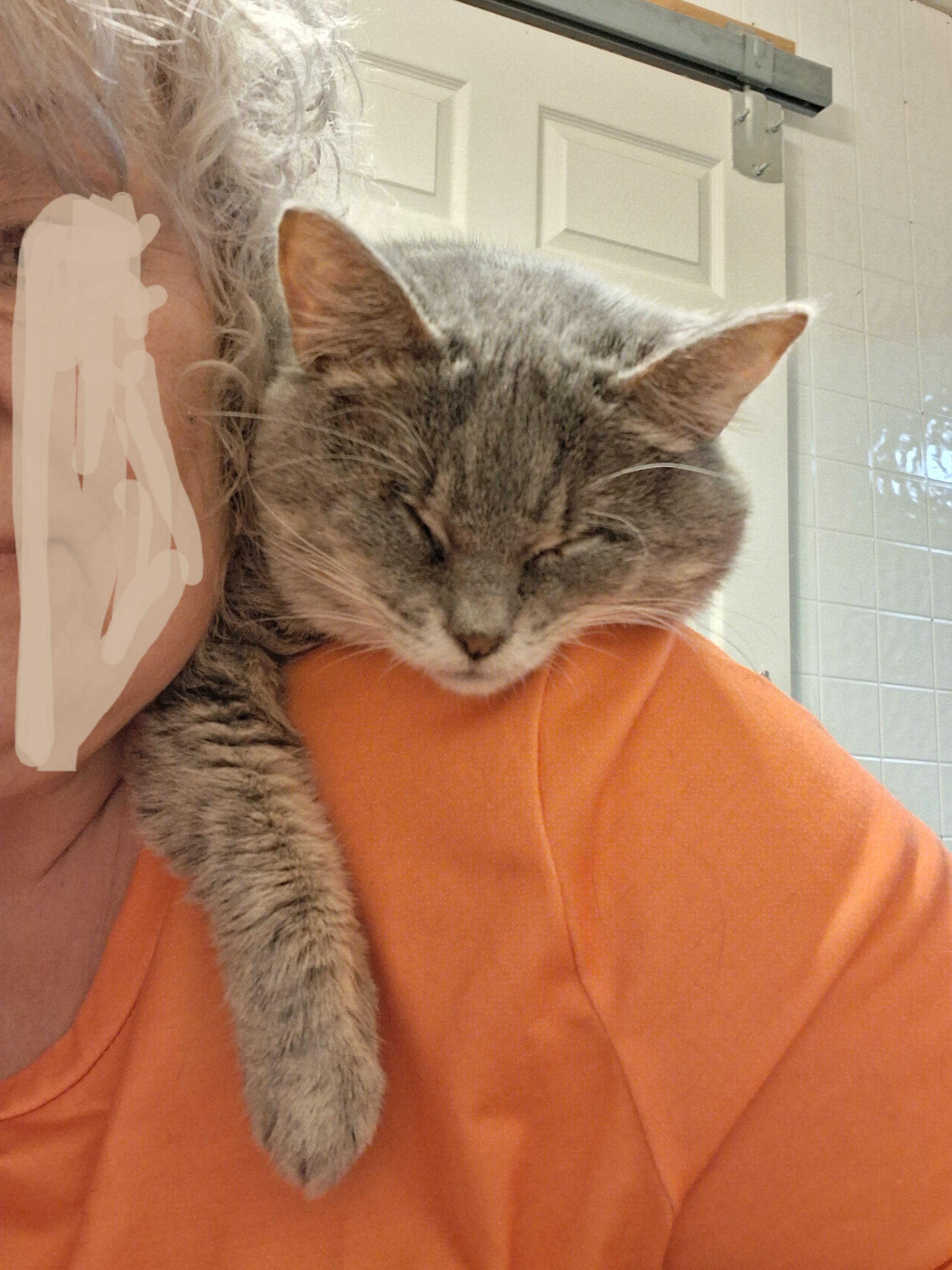 Polly Pockets, a ADOPTABLE Domestic Short Hair in Delmont, PA image 5/5