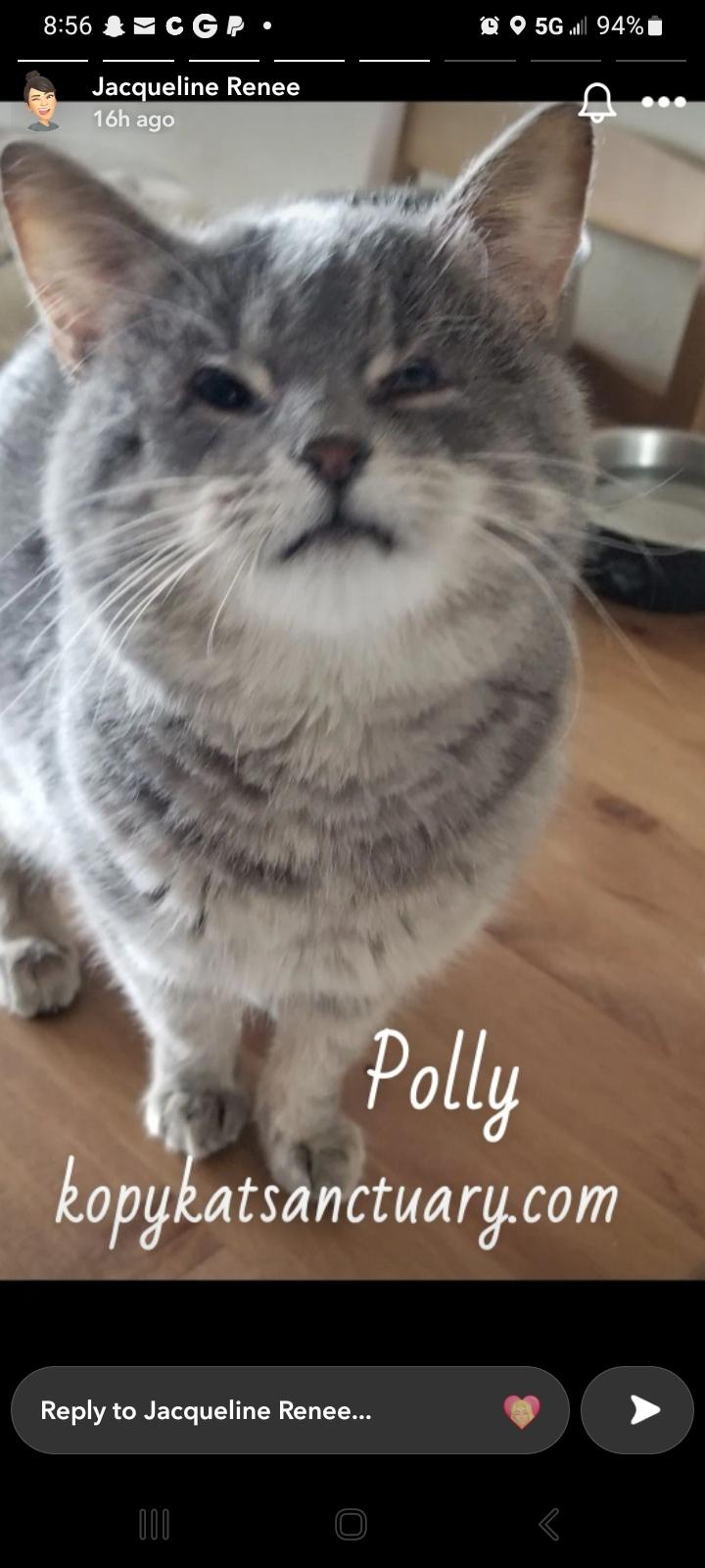 Polly Pockets, ADOPTABLE, Adult Female Domestic Short Hair.