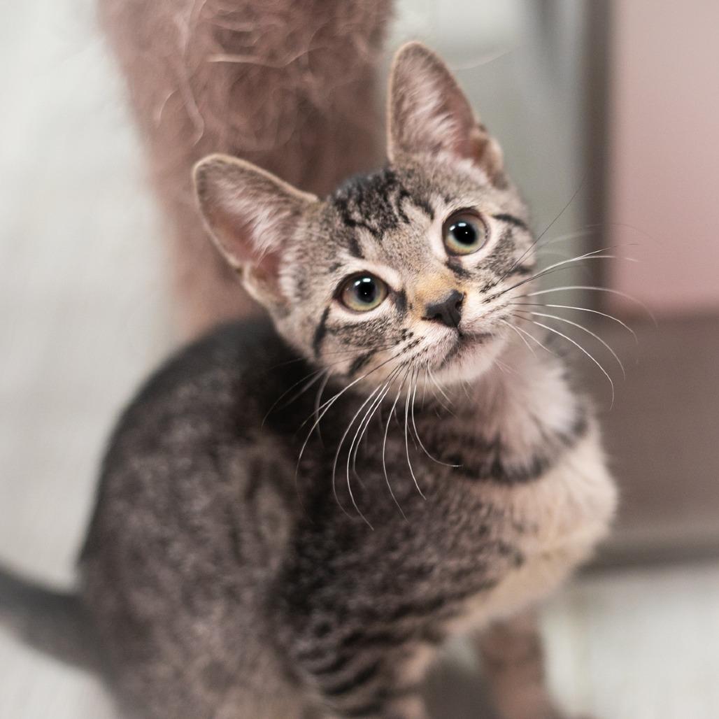 Enlarge Rumor, a Adoptable Domestic Short Hair in Ponte Vedra, FL image 1/3