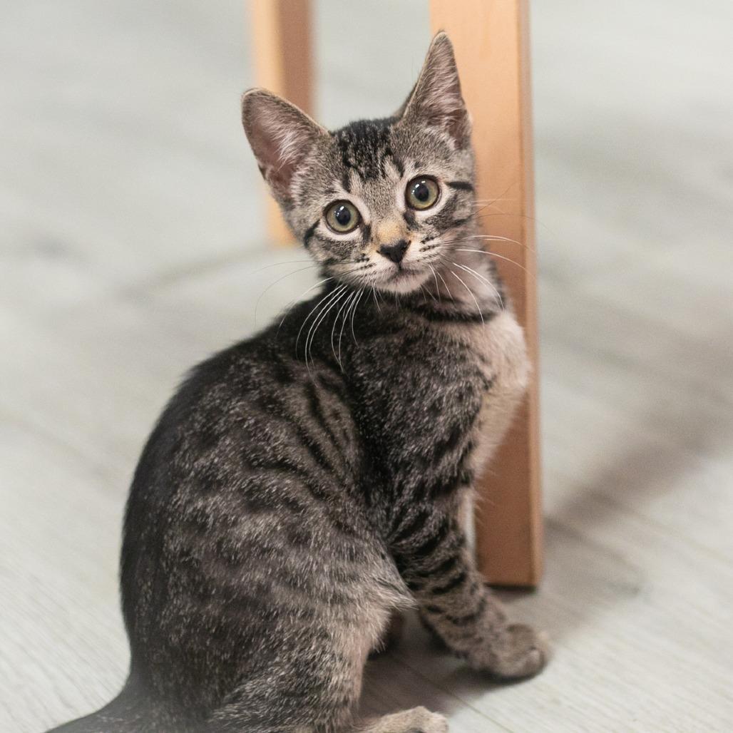Enlarge Rumor, a Adoptable Domestic Short Hair in Ponte Vedra, FL image 2/3