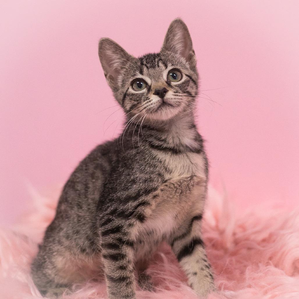 Enlarge Rumor, a Adoptable Domestic Short Hair in Ponte Vedra, FL image 3/3