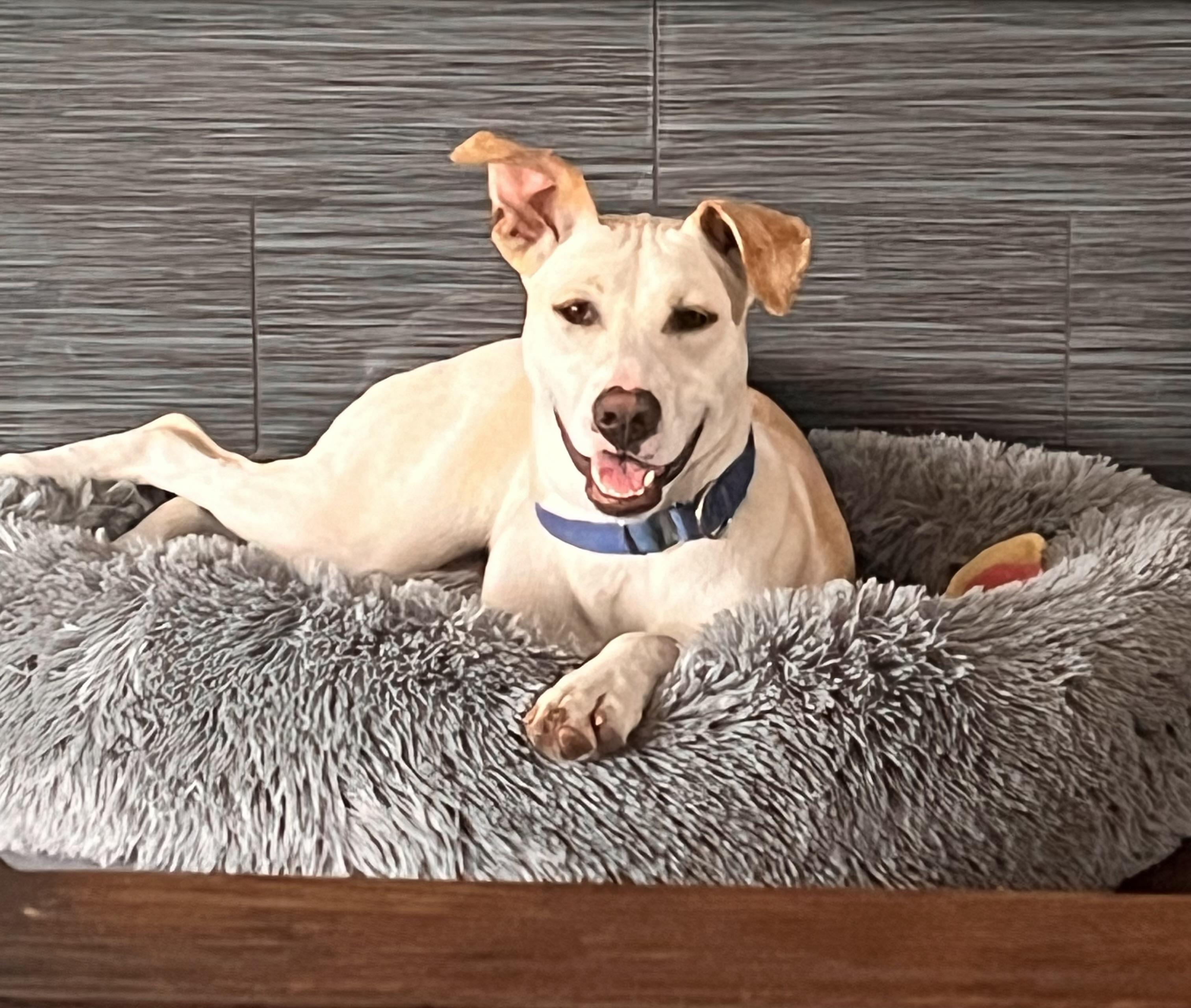 Lassie, Young Female Labrador Retriever
