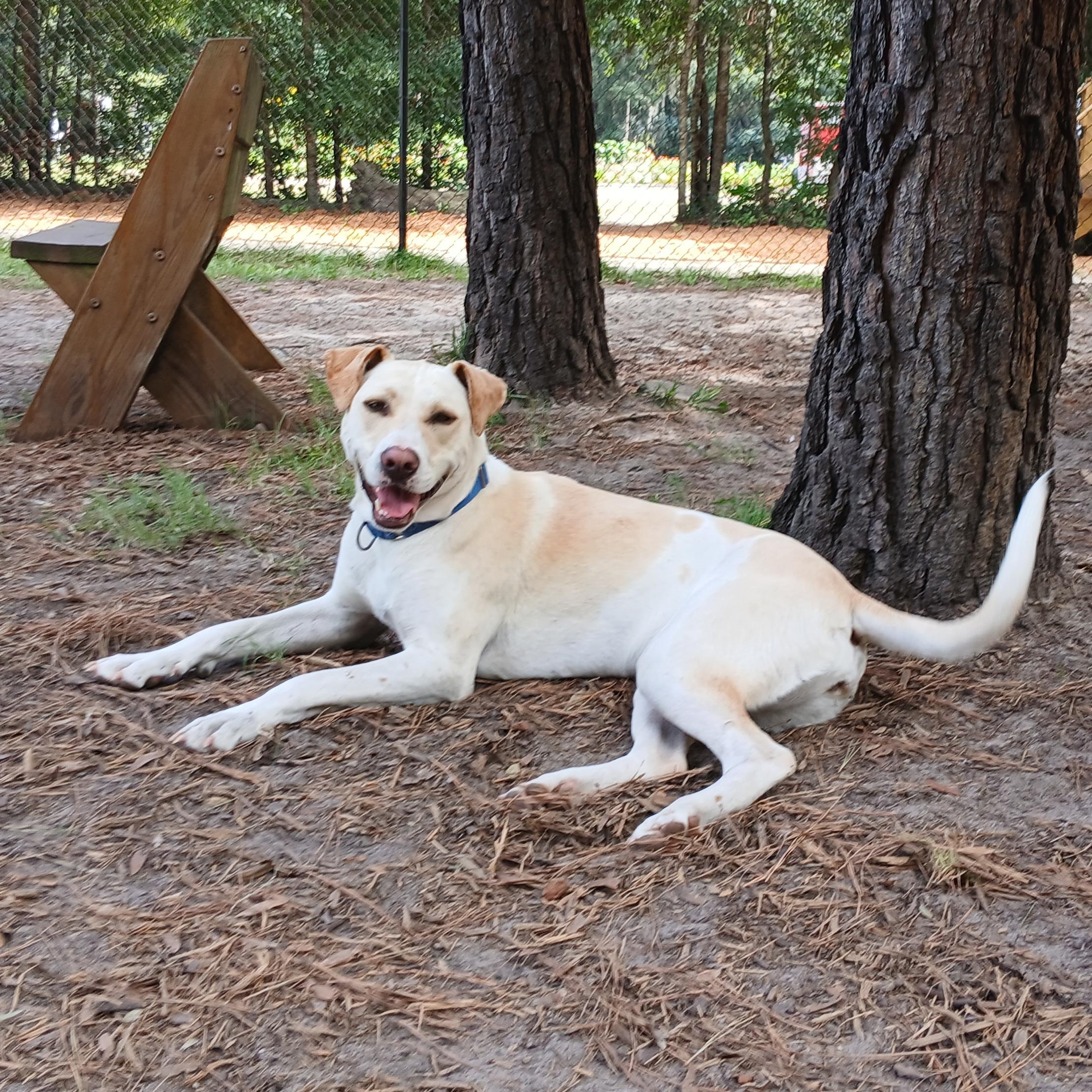 Lassie photo 3