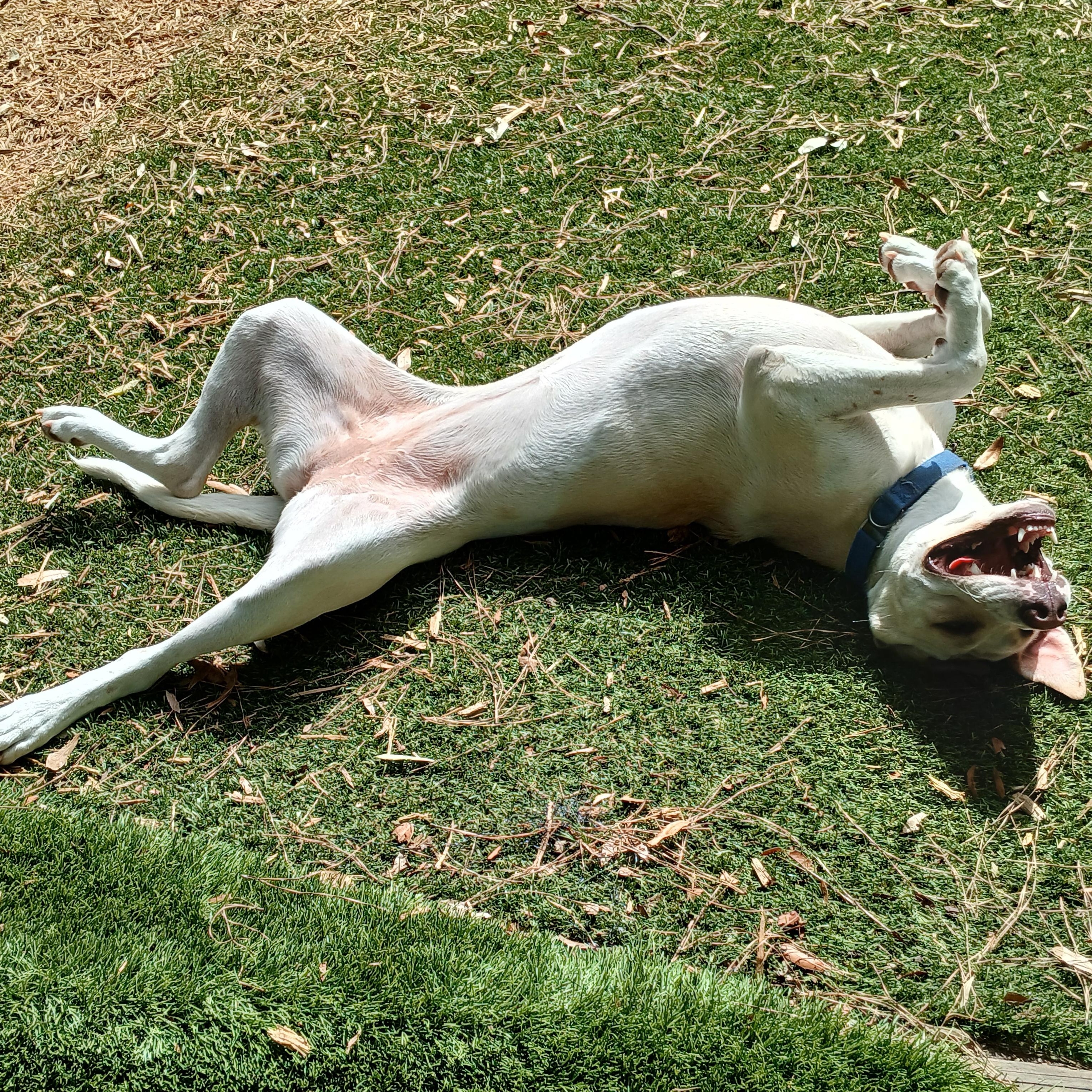 Lassie photo 2
