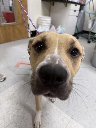 Nova, ADOPTABLE, Adult Female Pit Bull Terrier & Black Mouth Cur.