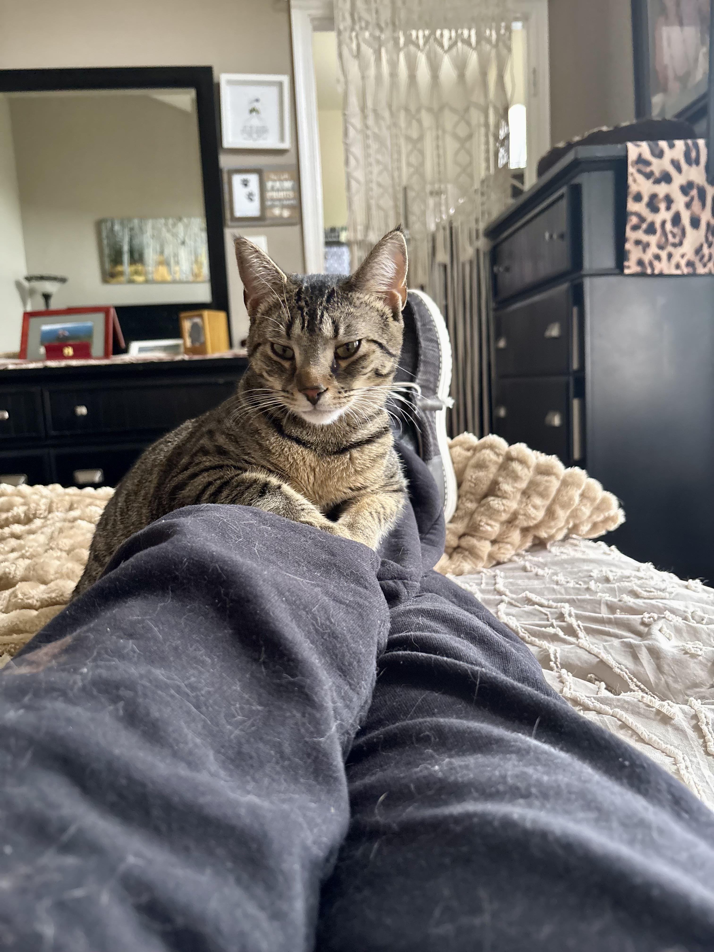 Enlarge Mocha, a Adoptable Domestic Short Hair in Galloway, NJ image 3/6
