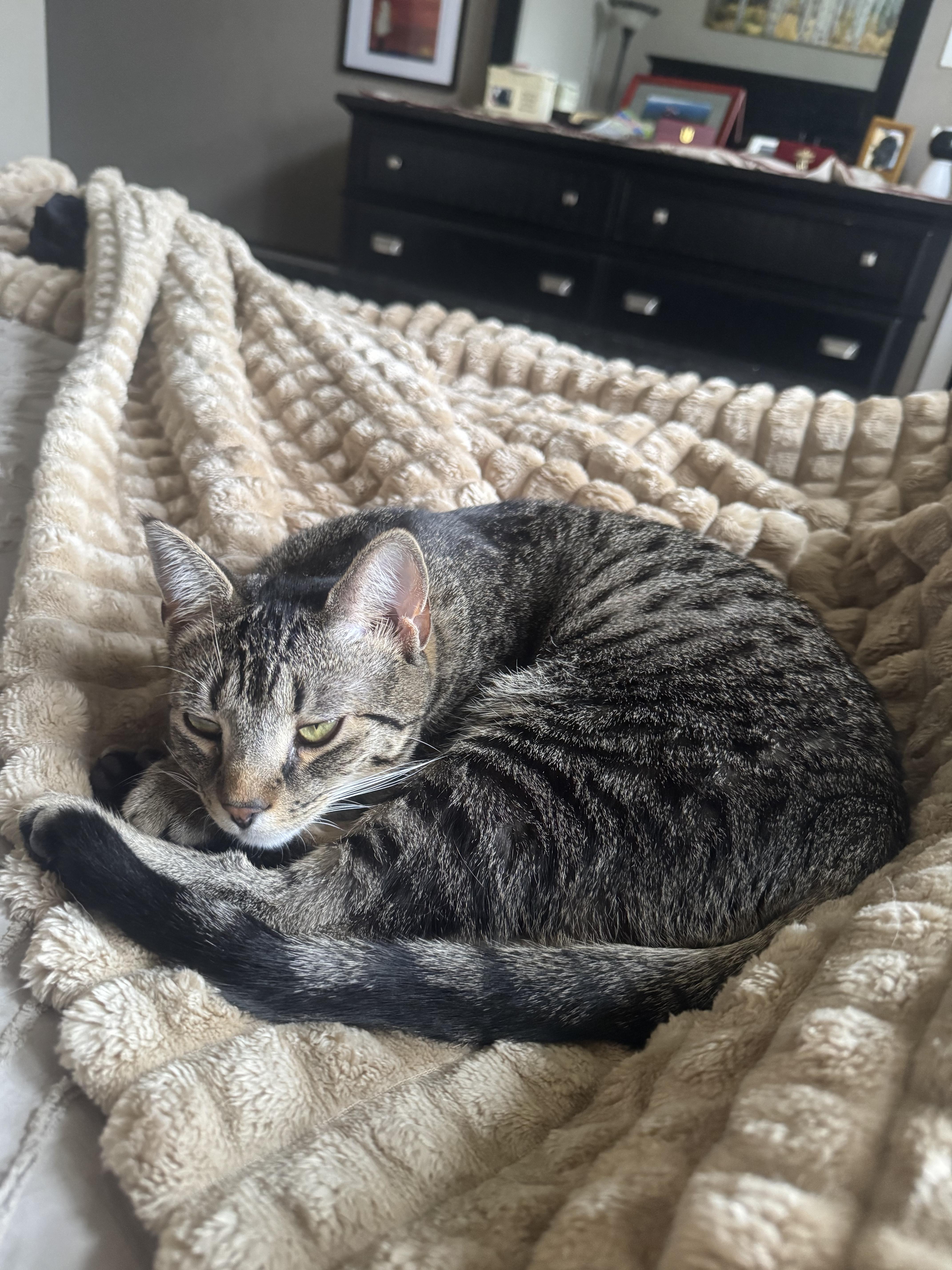 Enlarge Mocha, a Adoptable Domestic Short Hair in Galloway, NJ image 2/6