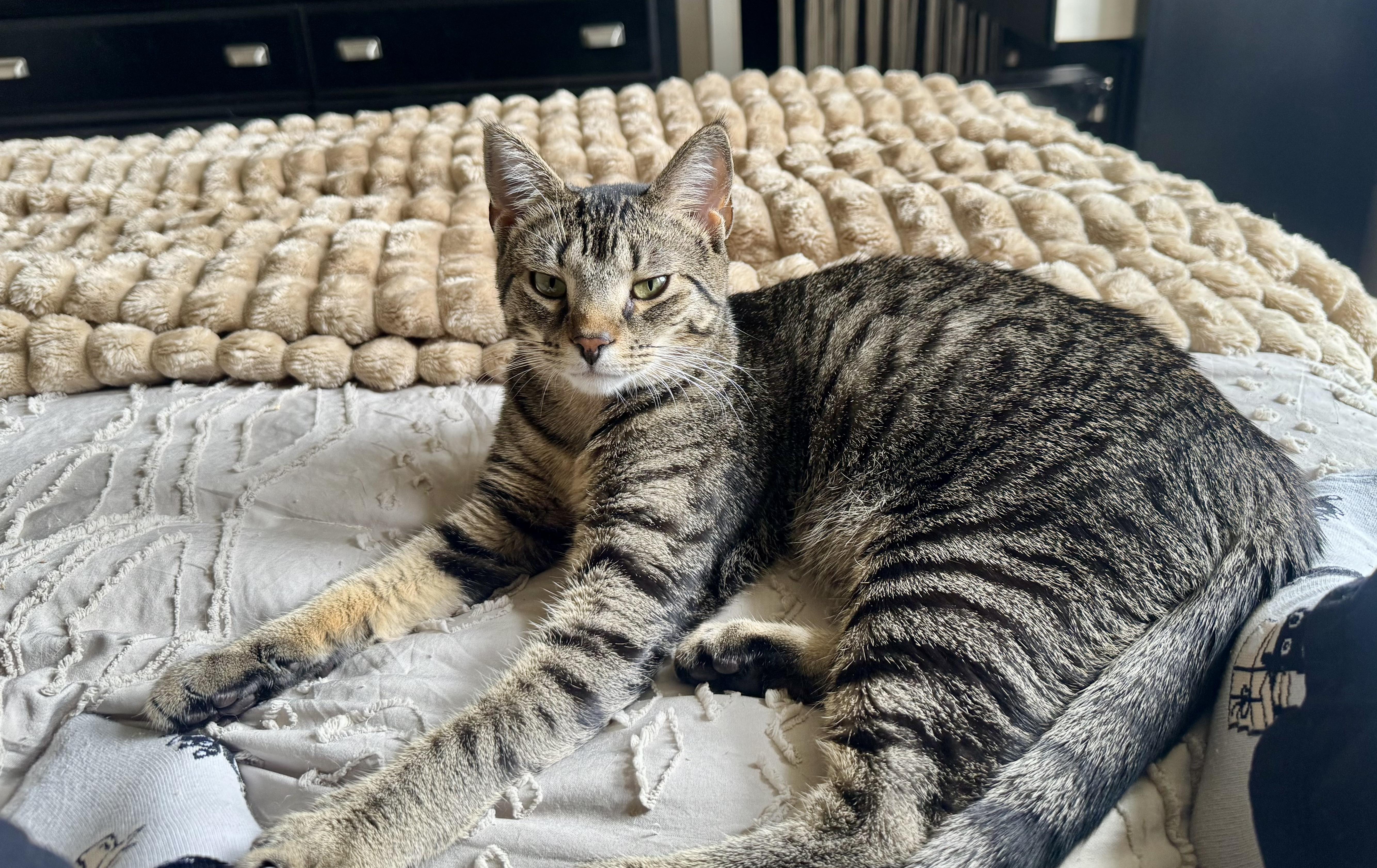 Mocha, Adoptable, Kitten Female Domestic Short Hair.